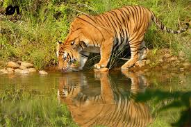 Royal Bardia National Park
